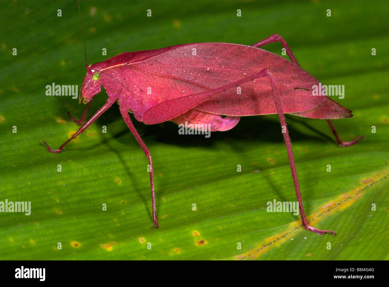 Pink coloured Round Headed Katydid Amblycorypha sp Costa Rica Stock Photo