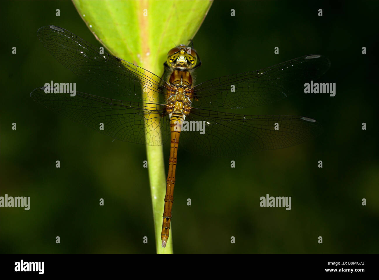 Dragonfly Common Sympetrum Sypetrum striolatum UK Stock Photo