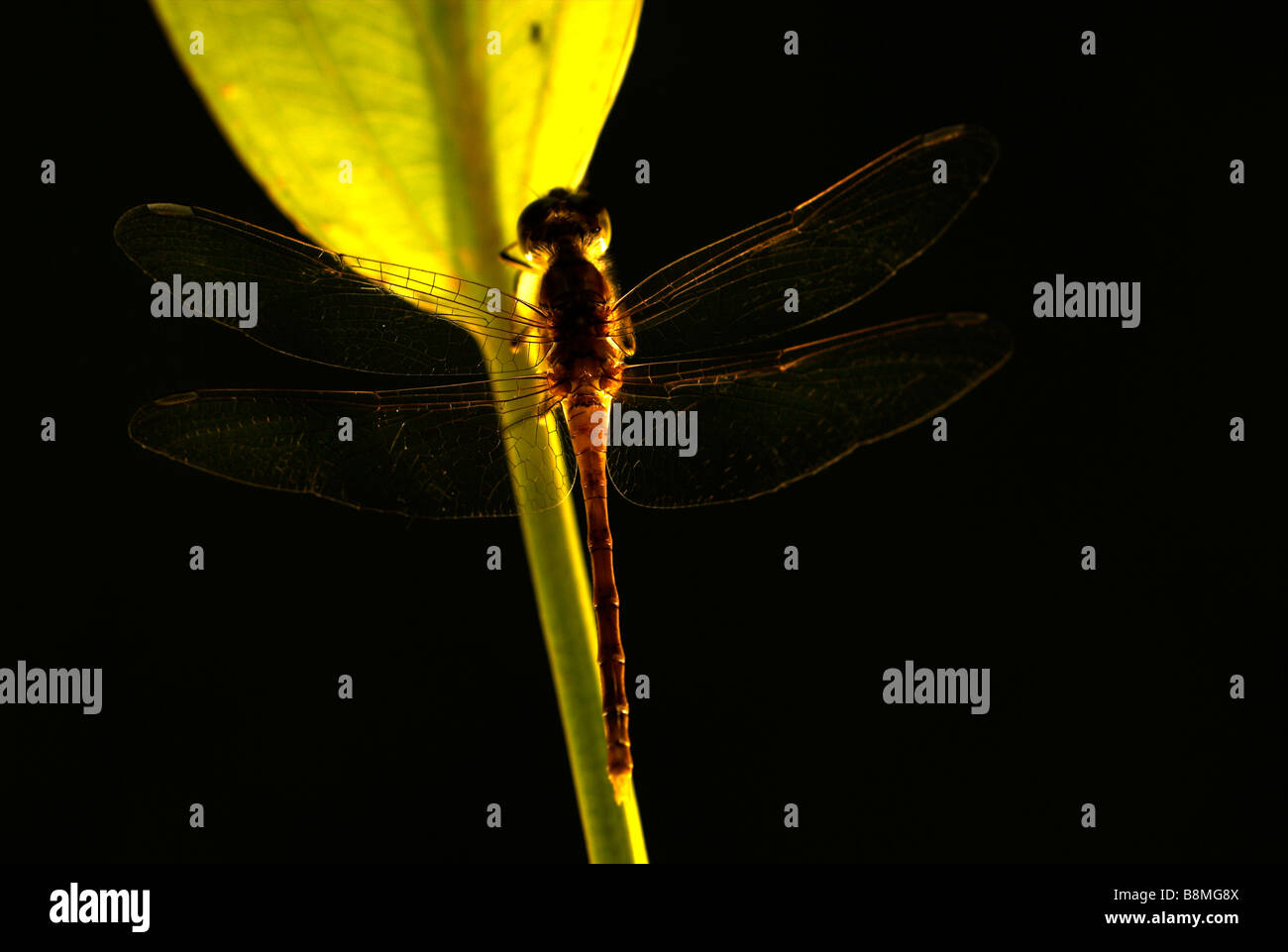 Dragonfly Common Sympetrum Sypetrum striolatum UK Stock Photo