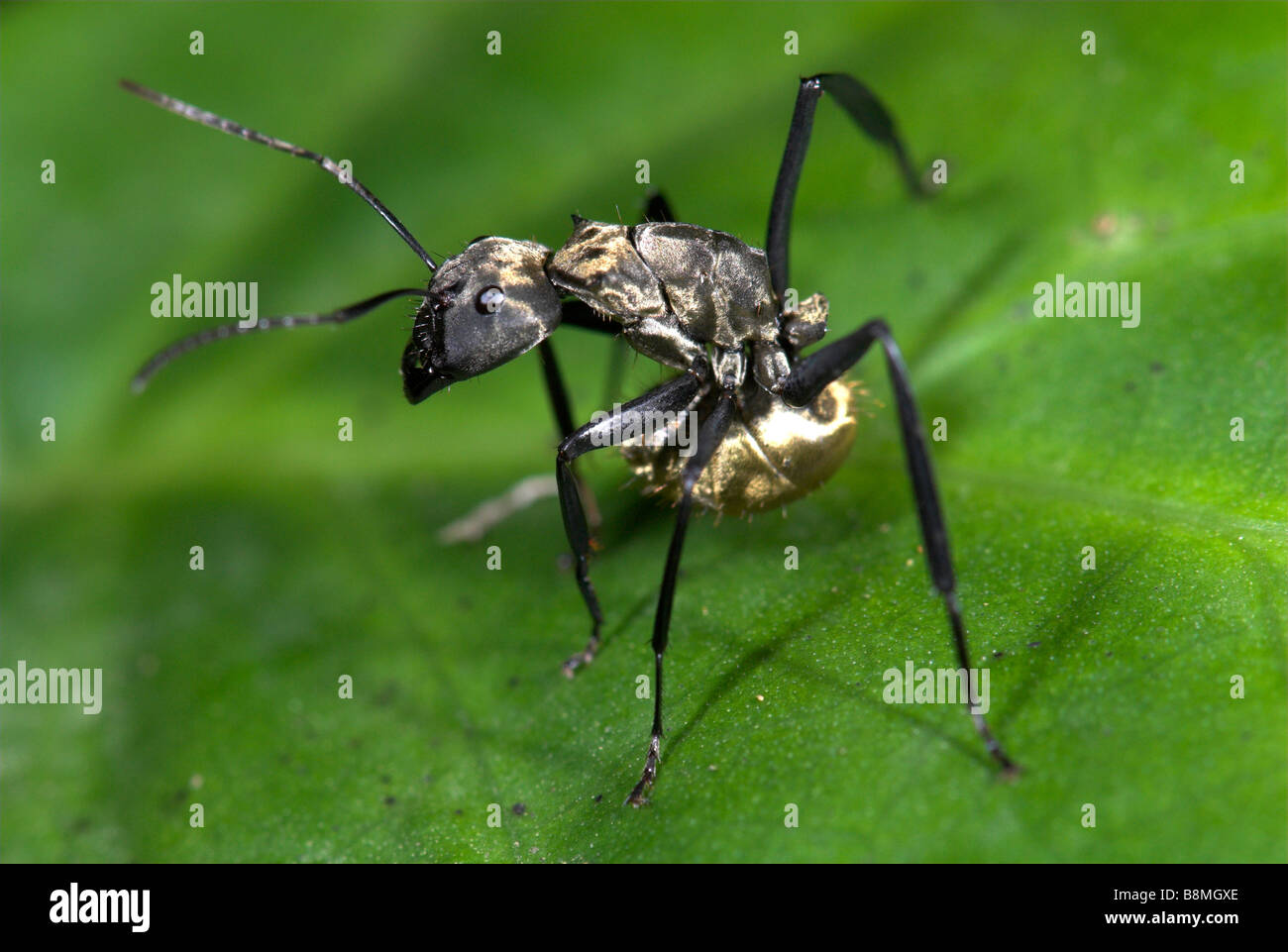 Golden Ant Camponotus Myrmepomis sericeiventris Costa Rica Stock Photo