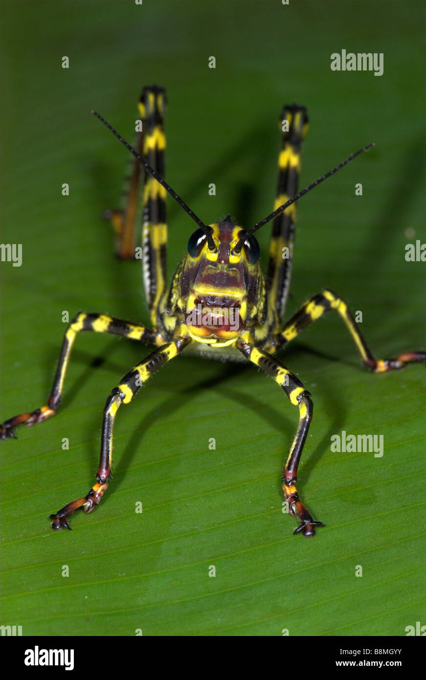 Grasshopper Tropidacris cristata Costa Rica Stock Photo