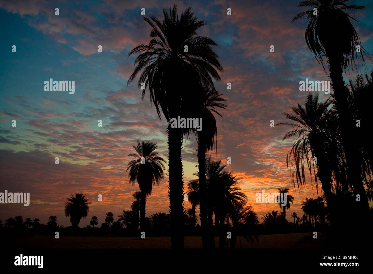 Dates palm trees on Sahara desert. Silhouette view in Banganarti