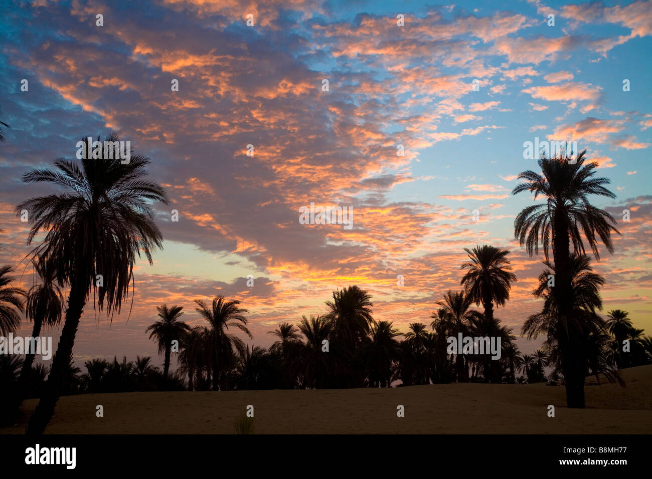Dates palm trees on Sahara desert. Silhouette view in Banganarti