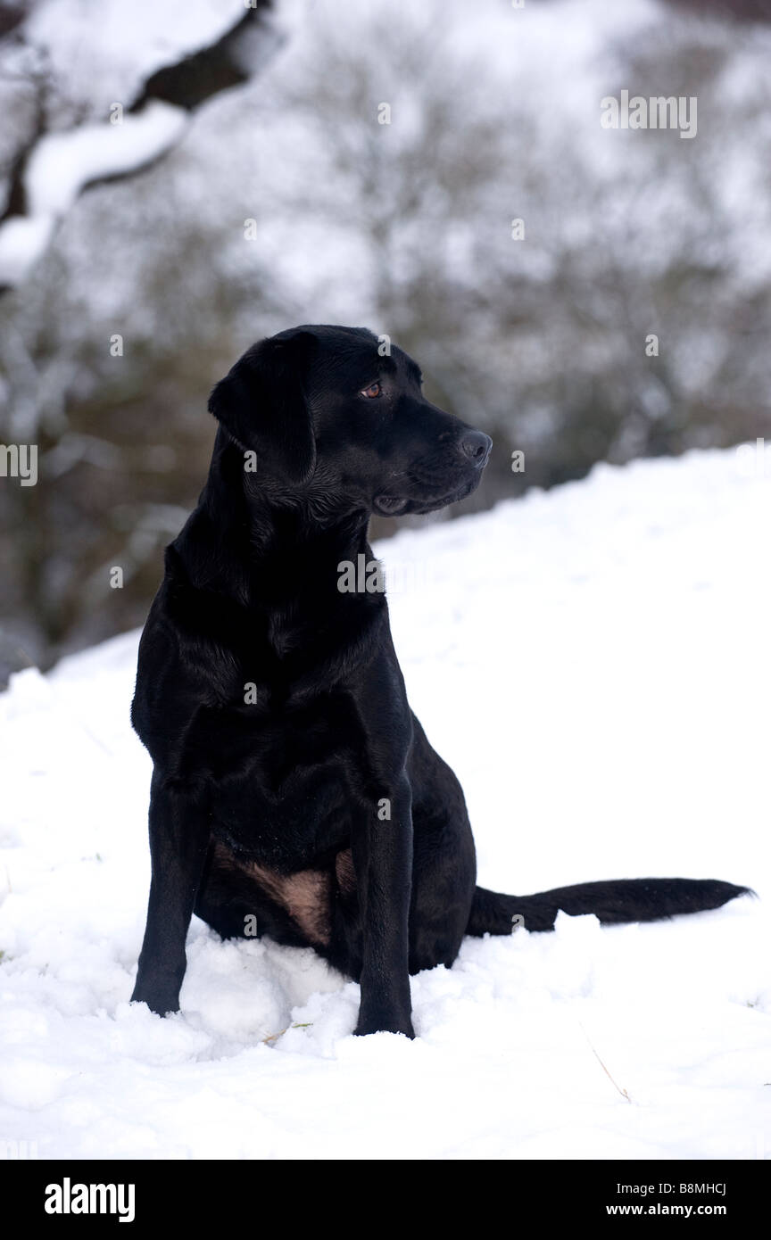 Black Labrador gundog waiting in snow for instructions Cumbria Stock Photo
