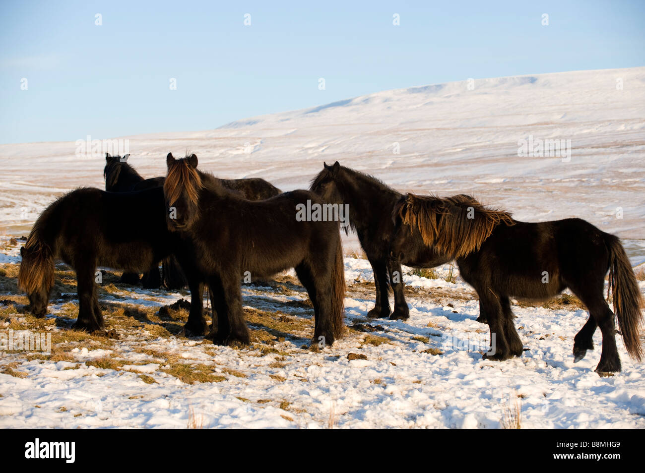 Fell ponies grazing among snow on high moorland Wld Boar Fell in background Ravenstonedale Cumbria Stock Photo