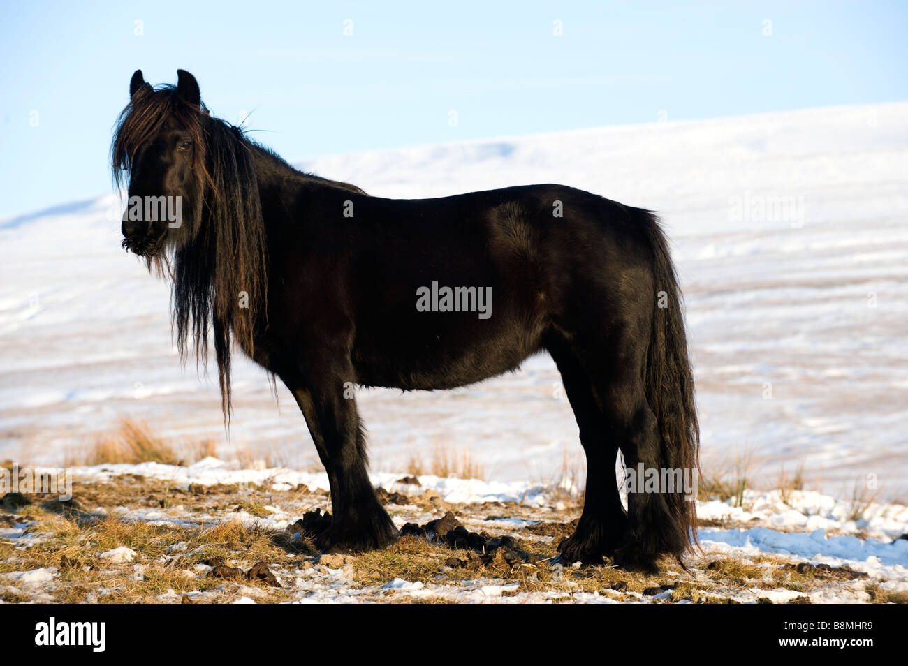 Fell pony grazing among snow on high moorland Wld Boar Fell in background Ravenstonedale Cumbria Stock Photo