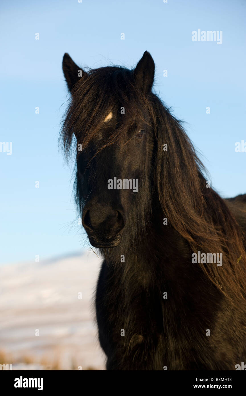 Fell pony grazing among snow on high moorland Ravenstonedale Cumbria Stock Photo