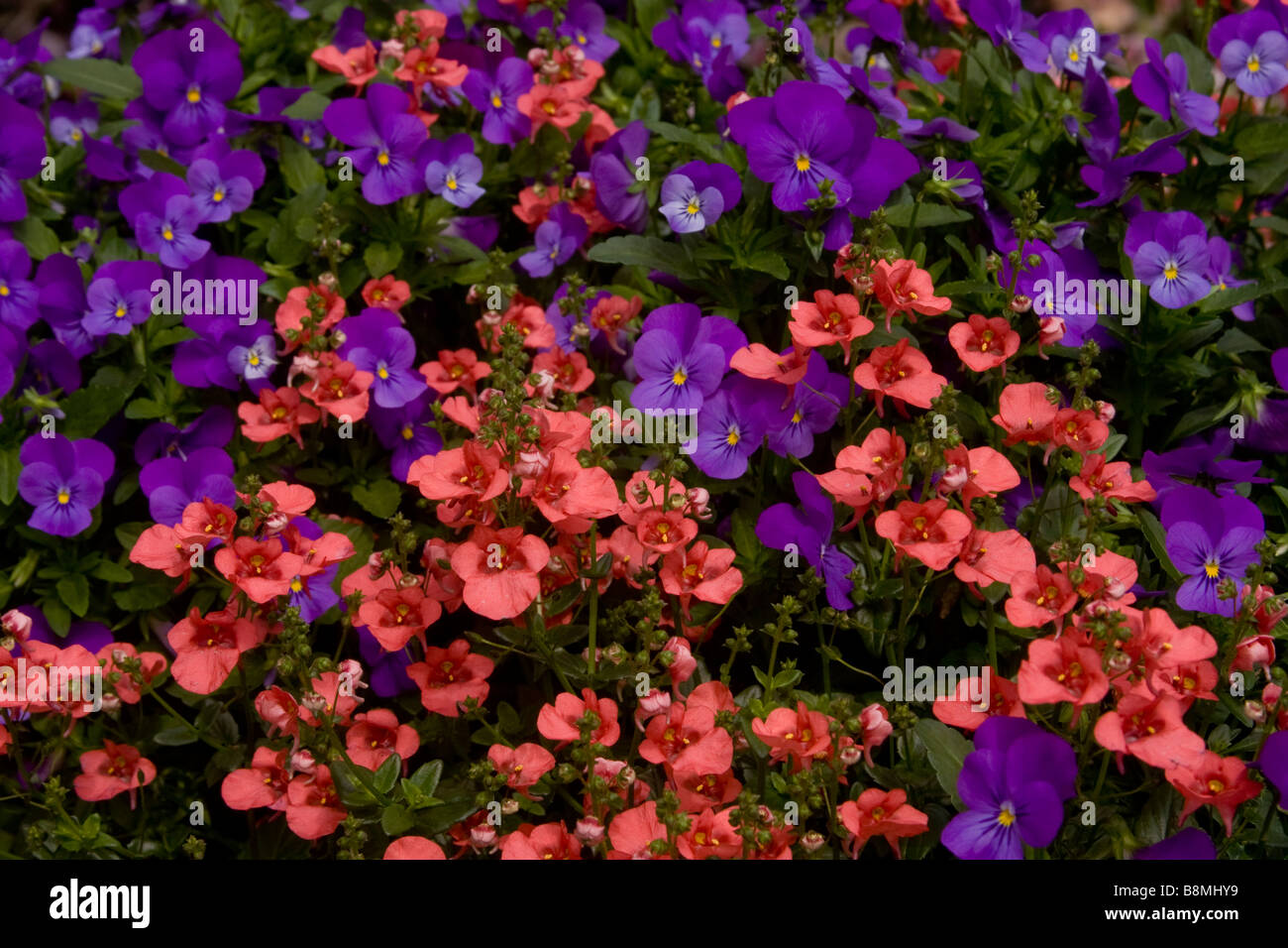 Pink diascia 'Coral Belle' and purple violas (hybrid unknown) grow together in a bed in South Carolina, USA. Stock Photo