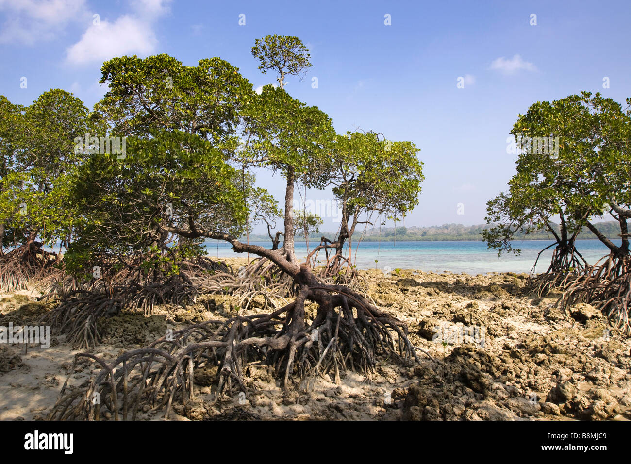 India Andaman and Nicobar Havelock island number 2 beach mangroves Stock Photo