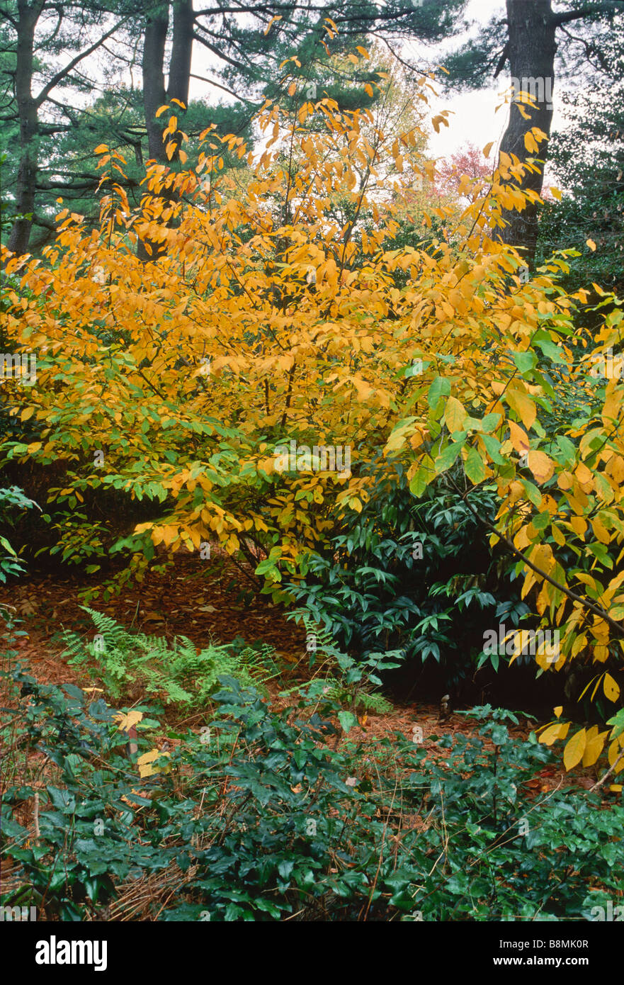 Lindera benzoin (spicebush) a North Am,erican native shub in fall color. Stock Photo