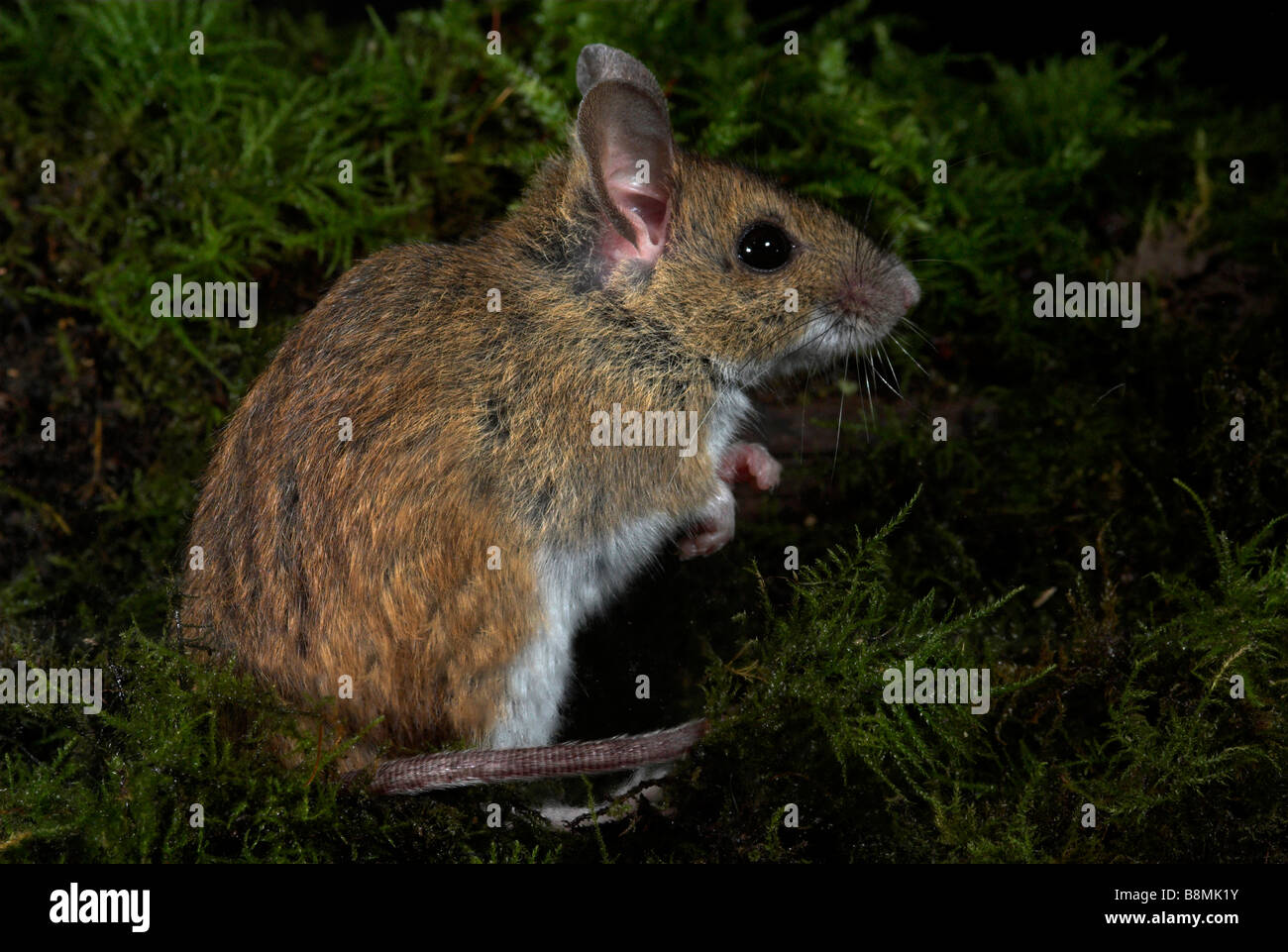 Wood Mouse Apodemus sylvaticus UK Stock Photo