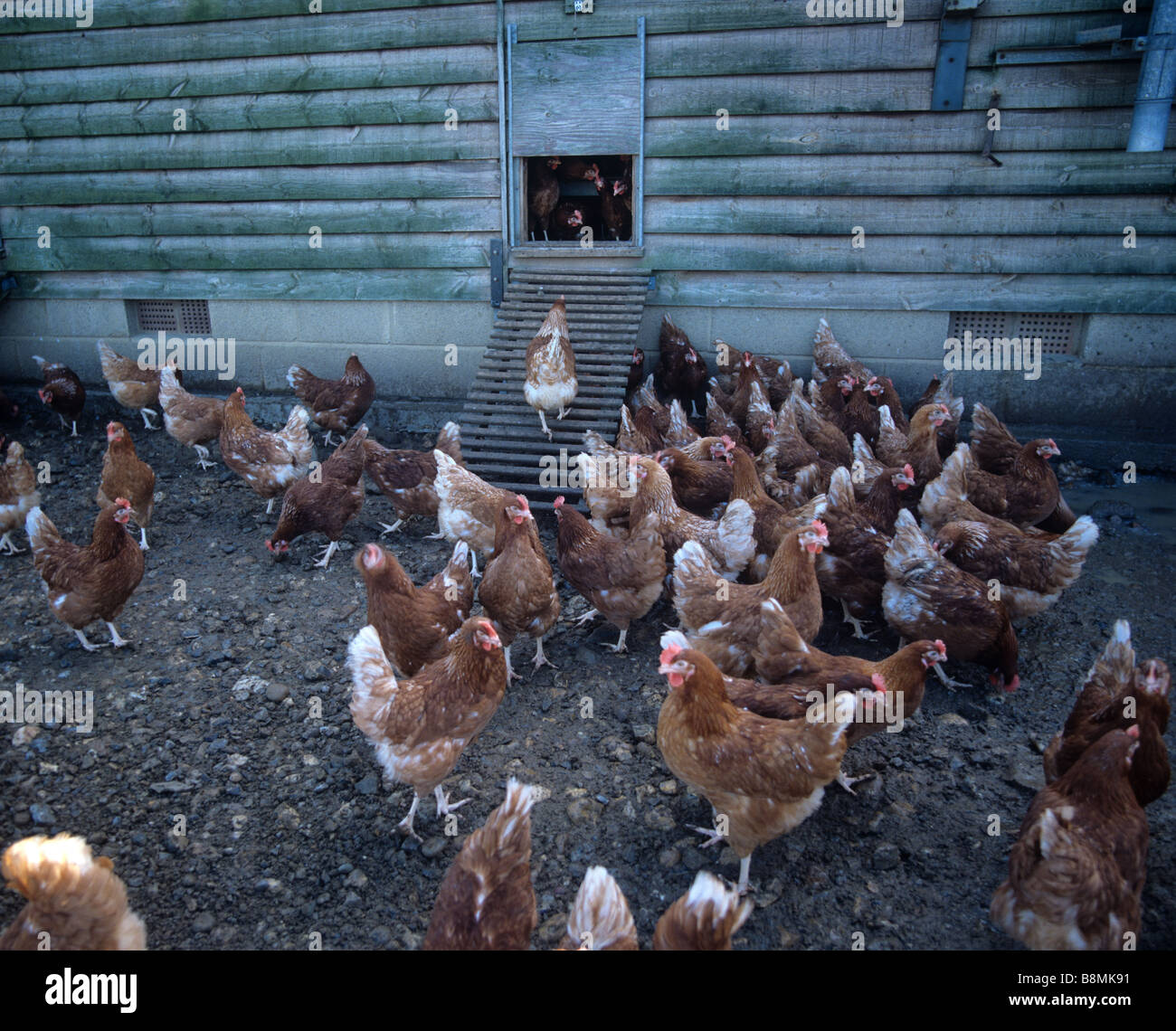 Chickens in the shade outside a roosting house of a commercial egg
