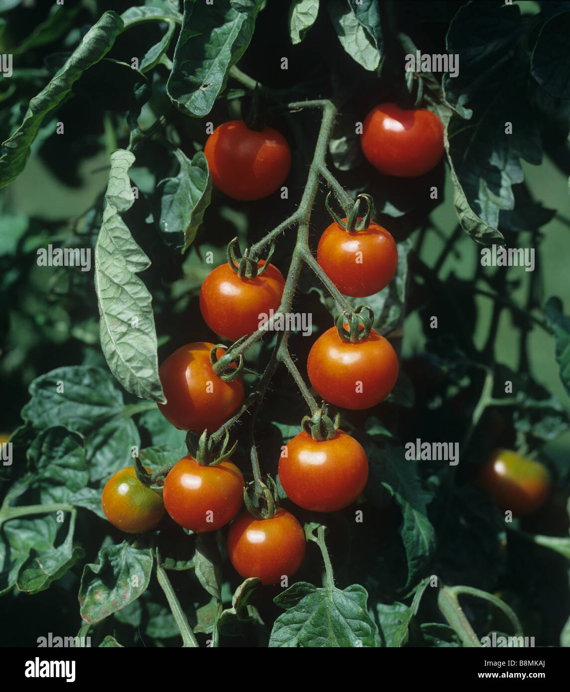 Ripening truss of cherry tomatoes Gardeners Delight in a garden greenhouse Stock Photo