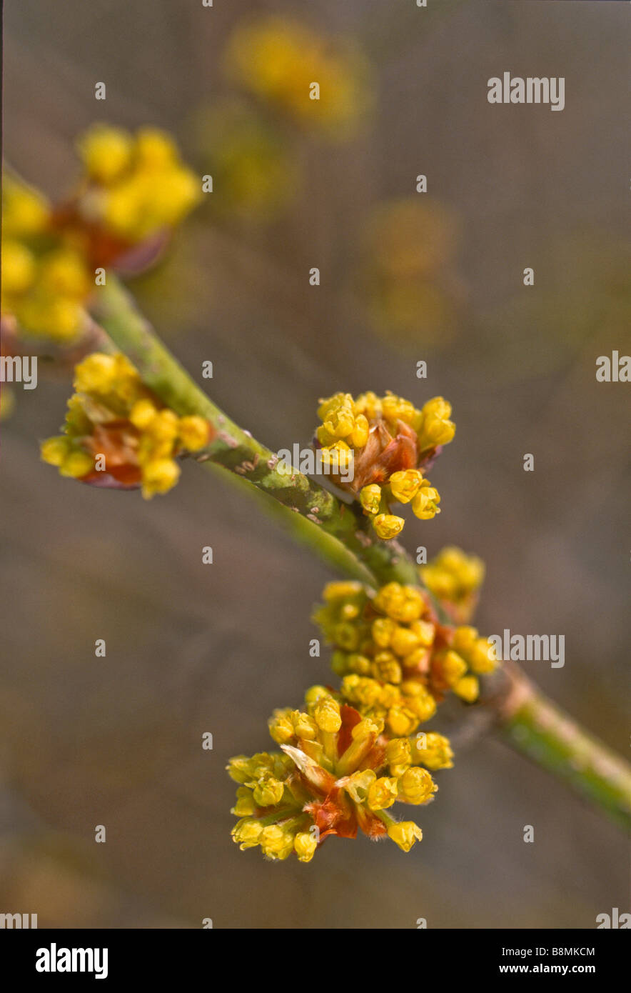 Close up of late winter or very early spring  flowers of Lindera obtusiloba (Japanese spicebush) Stock Photo