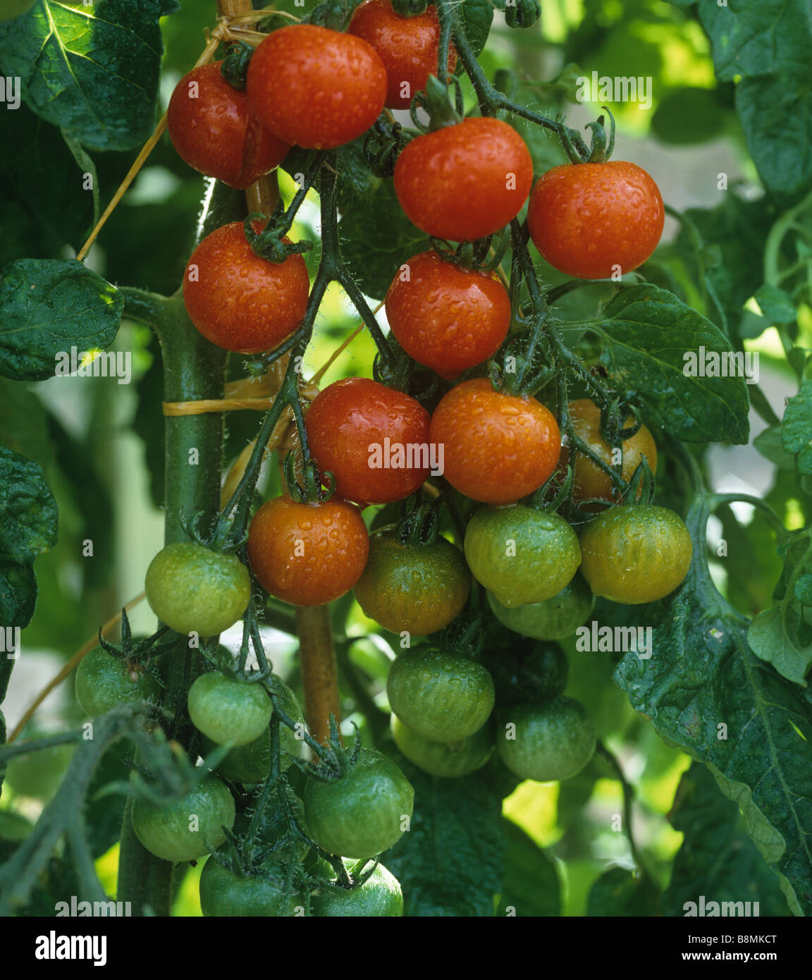 Ripening truss of cherry tomatoes Gardeners Delight with water droplets after watering Stock Photo