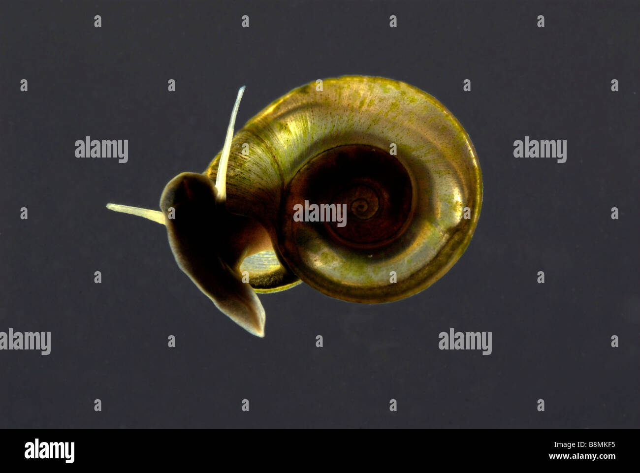 Ramshorn Snail Planorbis UK Stock Photo Alamy
