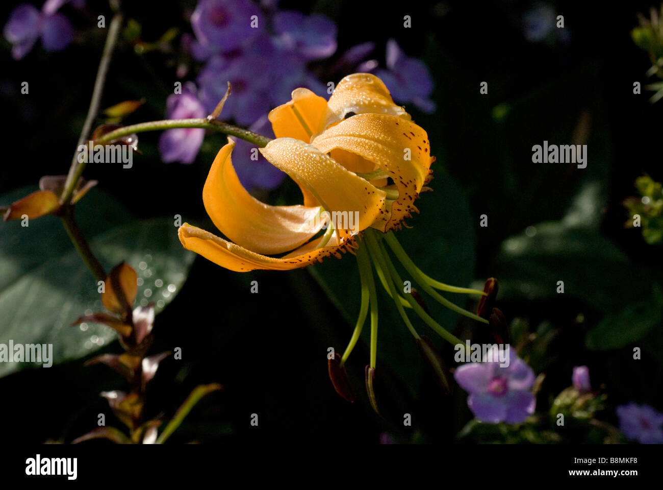 Plants in the nightshade family hires stock photography and images Alamy