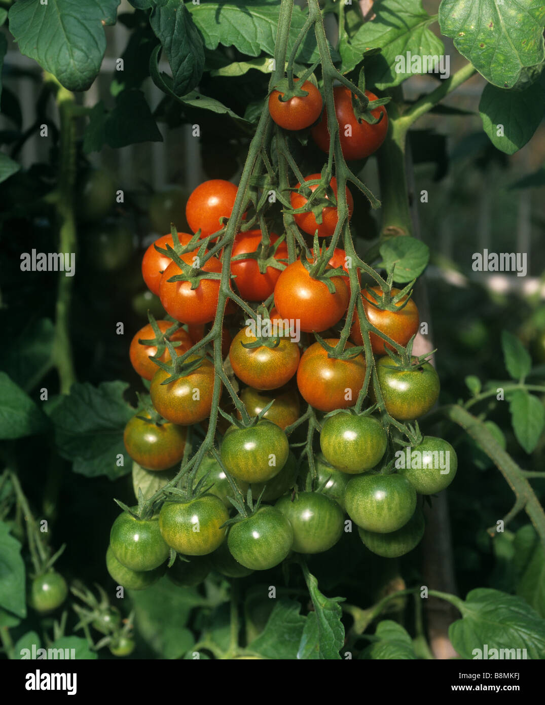 Cherry tomatoes variety Gardener s Delight ripening in garden greenhouse Stock Photo