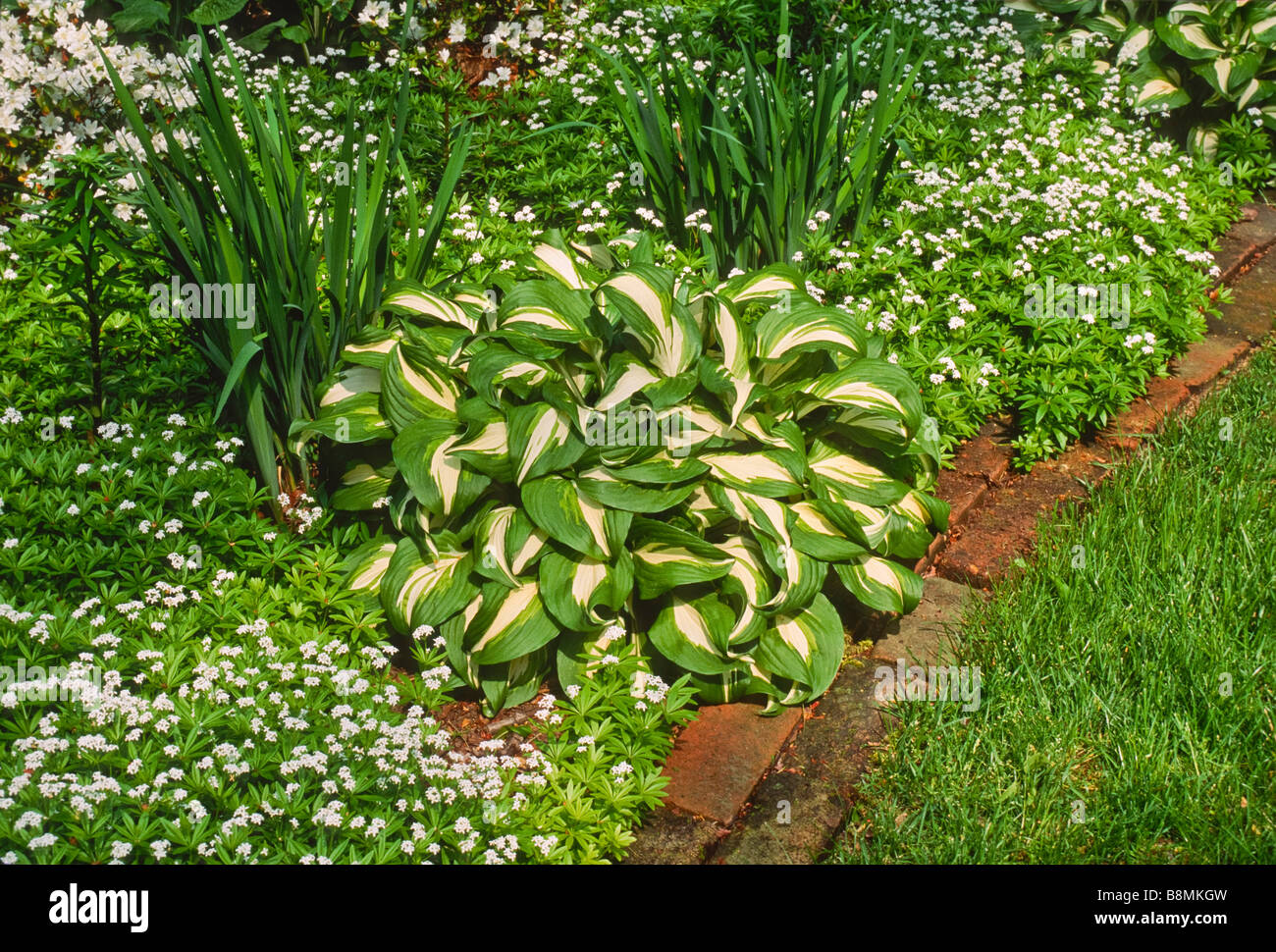 A spring garden with a white color scheme and a brick mowing strip. Stock Photo