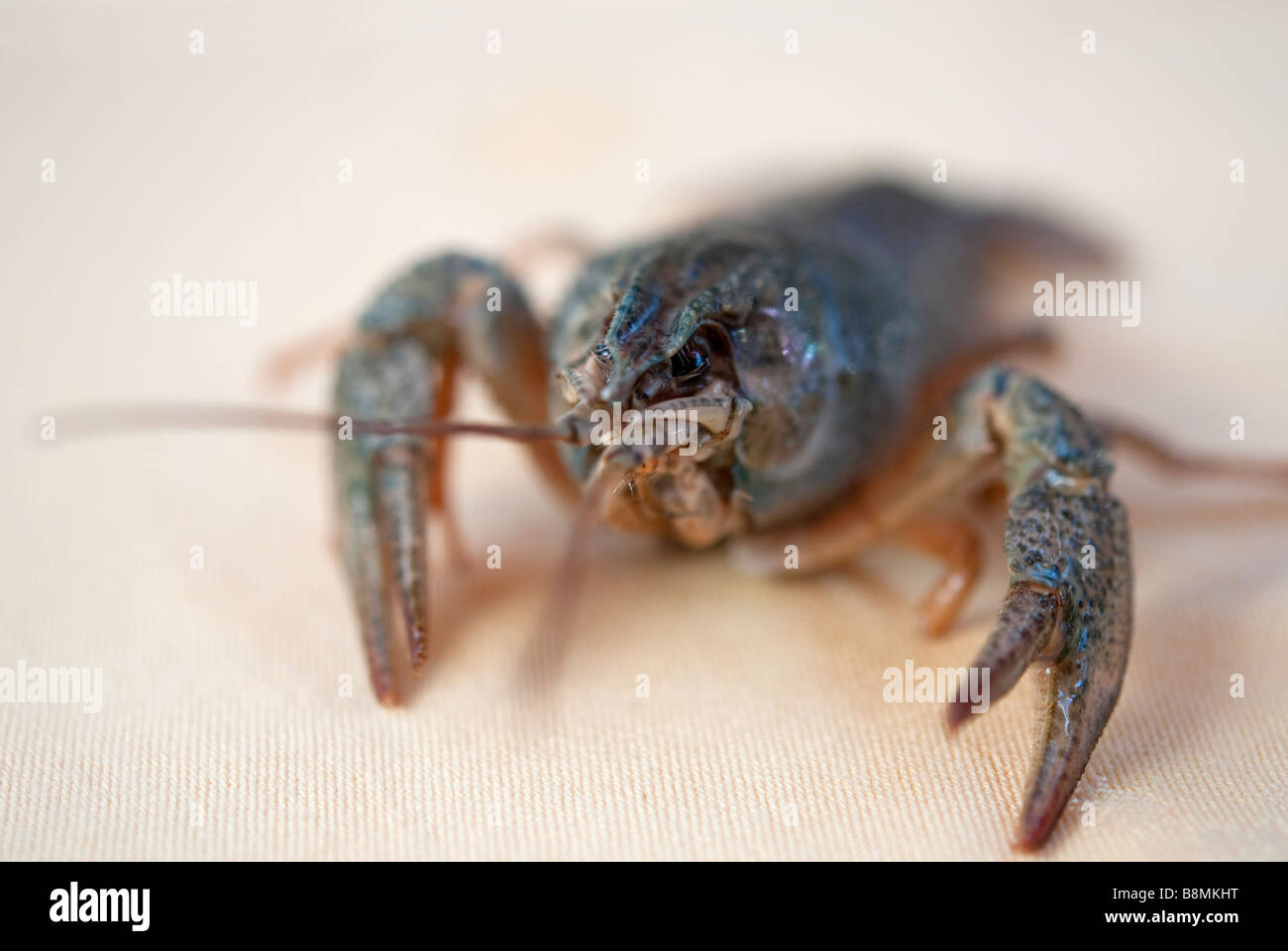 Fresh water crayfish called 'gamberetti del fume' crawling across the restaurnat tablecloth Stock Photo