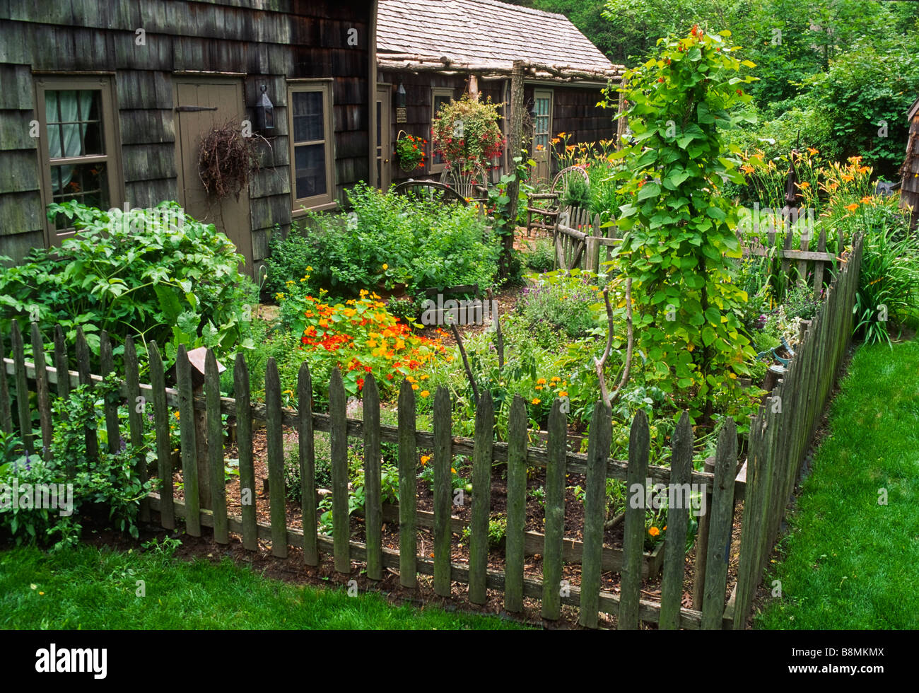 This Colonial-style dooryard herb and vegetable garden features historically correct plants and a grapevine wreath on the door. Stock Photo