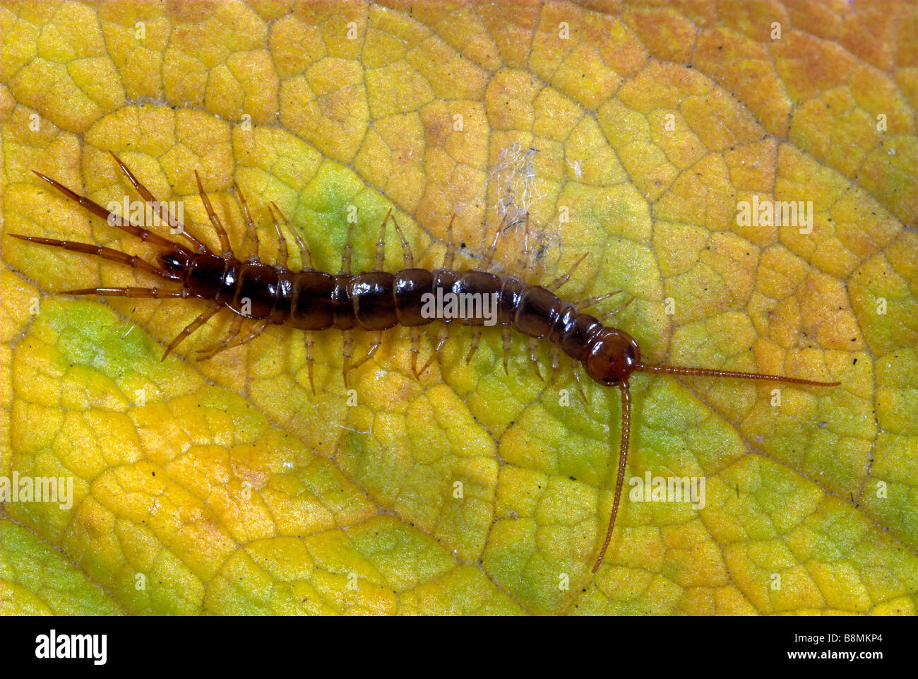 Common Centipede Lithobius species UK Stock Photo