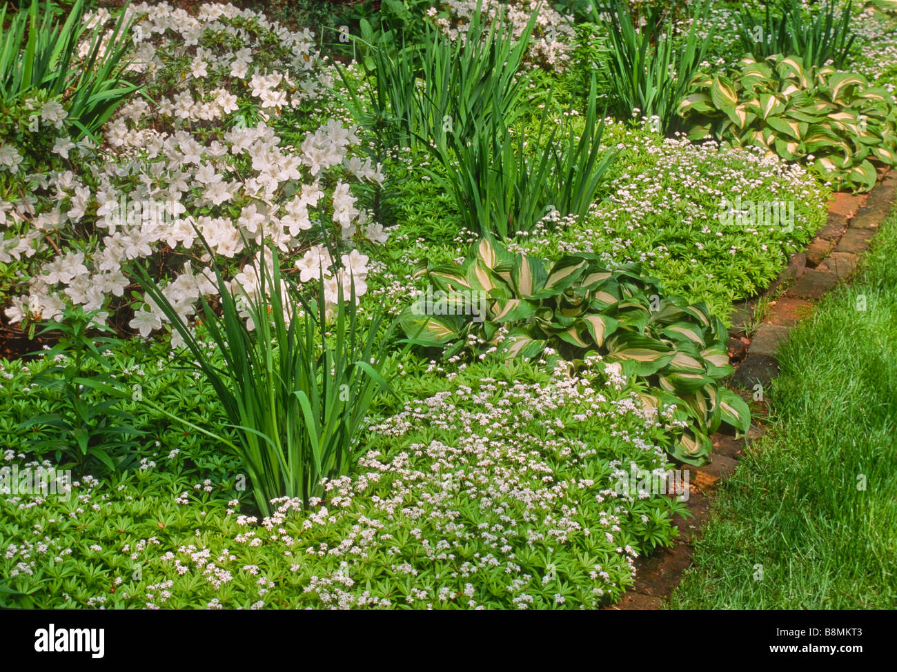 A spring garden with a white color scheme and a brick mowing strip. Stock Photo