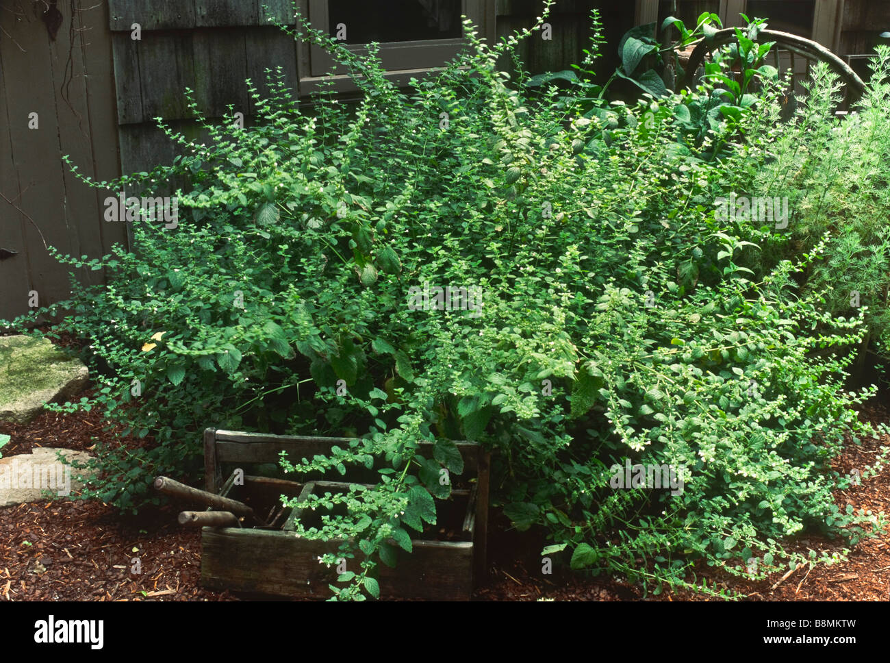 Melissa officinalis (lemon balm) growing in a garden. Stock Photo
