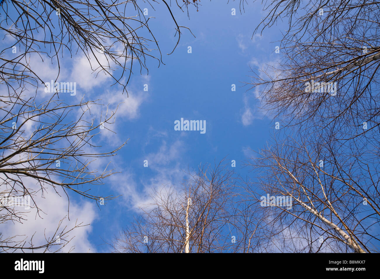Looking up to a blue sky through silver birch trees, Betula Pendula, with fluffy white clouds Stock Photo