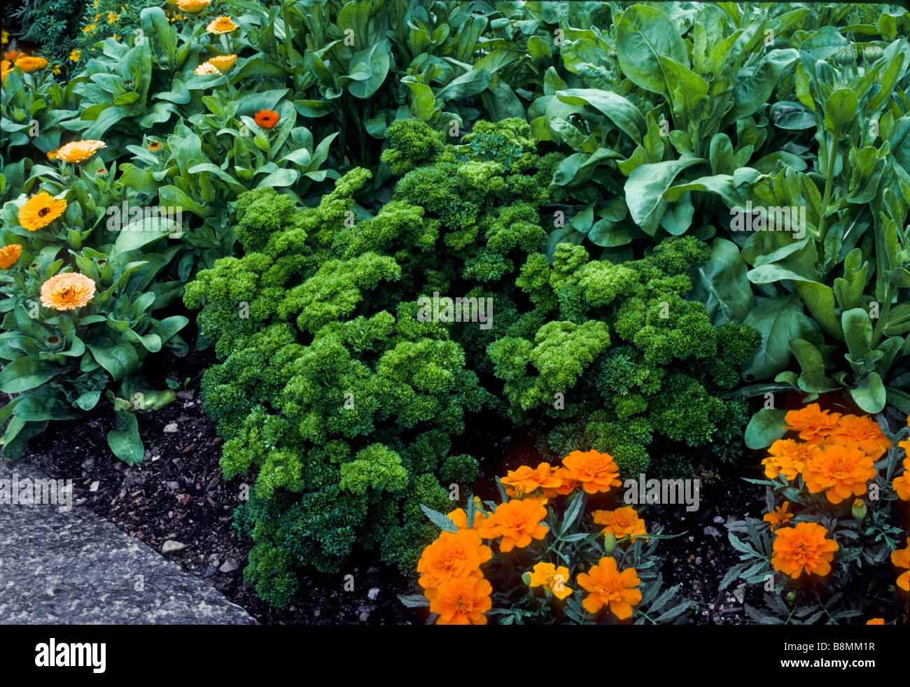 Herb garden with parsley, pot marigold, sage, and marigold. Stock Photo