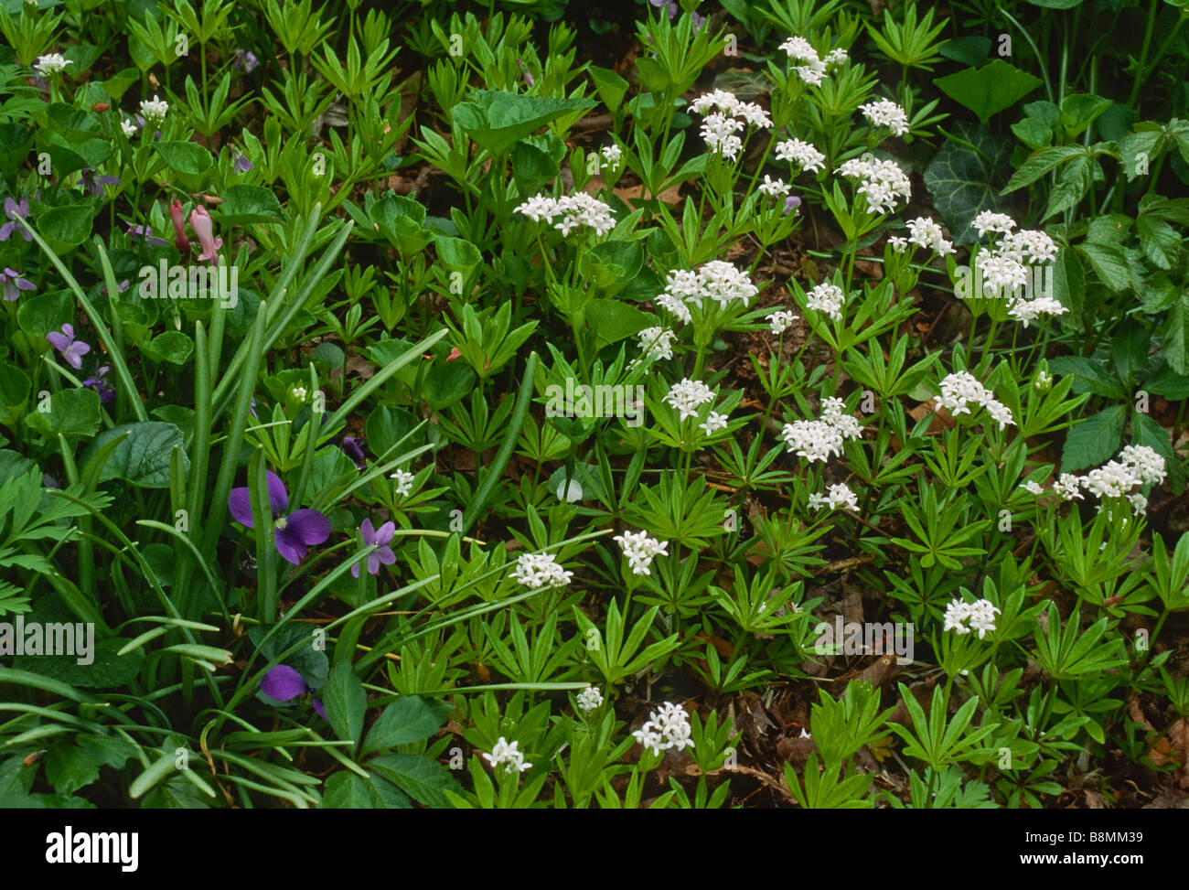 Close up of the groundcover Sweet Woodruff (Galium odoratum) a fragrant herb blooming in spring wiht sweet violets. Stock Photo