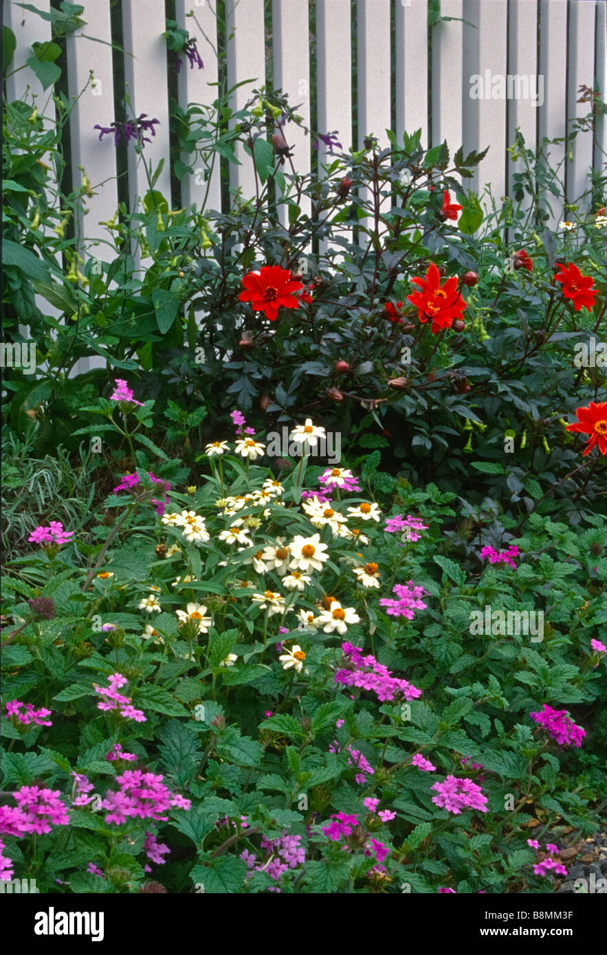 Colorful cottage flower garden planted in front of a low-maintenance vinyl picket fence. Stock Photo