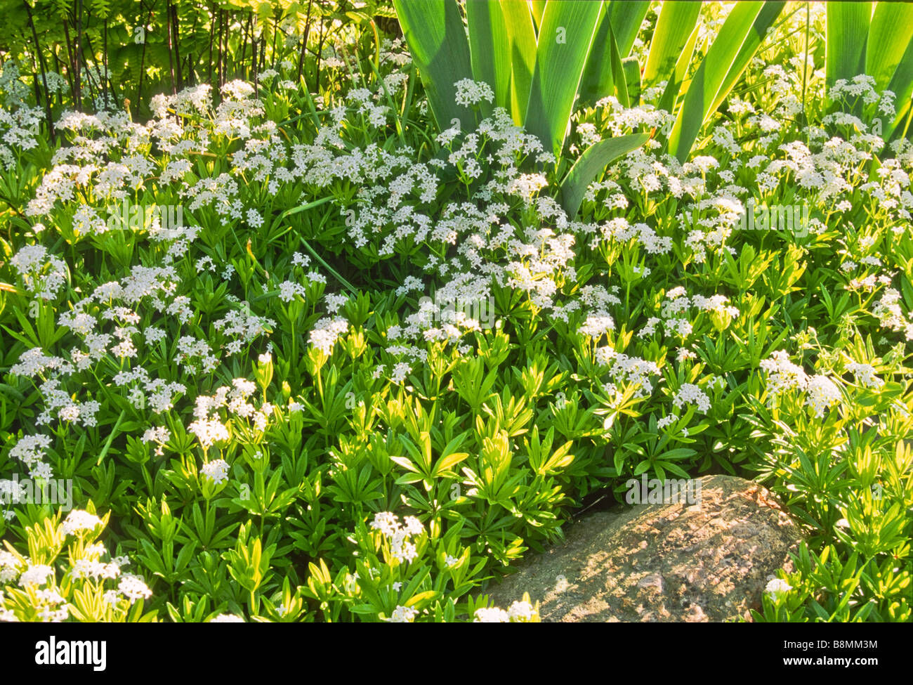 Close up of the groundcover Sweet Woodruff (Galium odoratum) a fragrant herb blooming in spring. Stock Photo