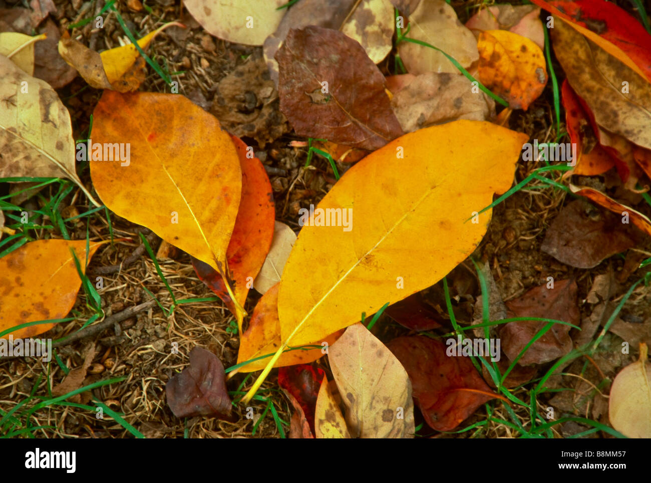 The fallen autumn leaves of Nyssa sylvatica (sour gum or black tupelo) a native Nroth American tree noted for its fall color. Stock Photo