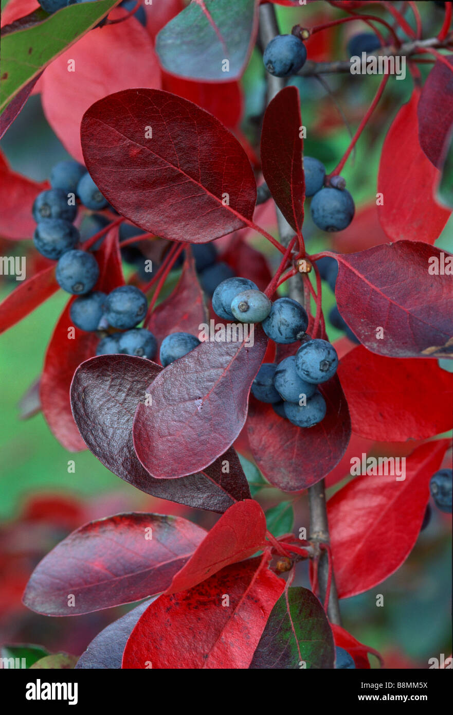 Nyssa sylvatica (black tupleo or sour gum) is a native North American tree, shown here in fall color. The fruits attract birds. Stock Photo