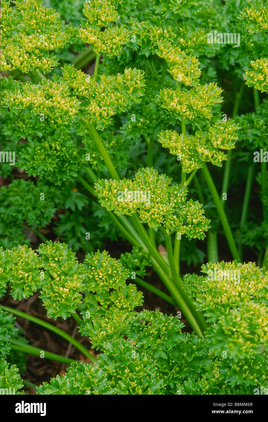 Curly parsley plant growing in a garden Stock Photo
