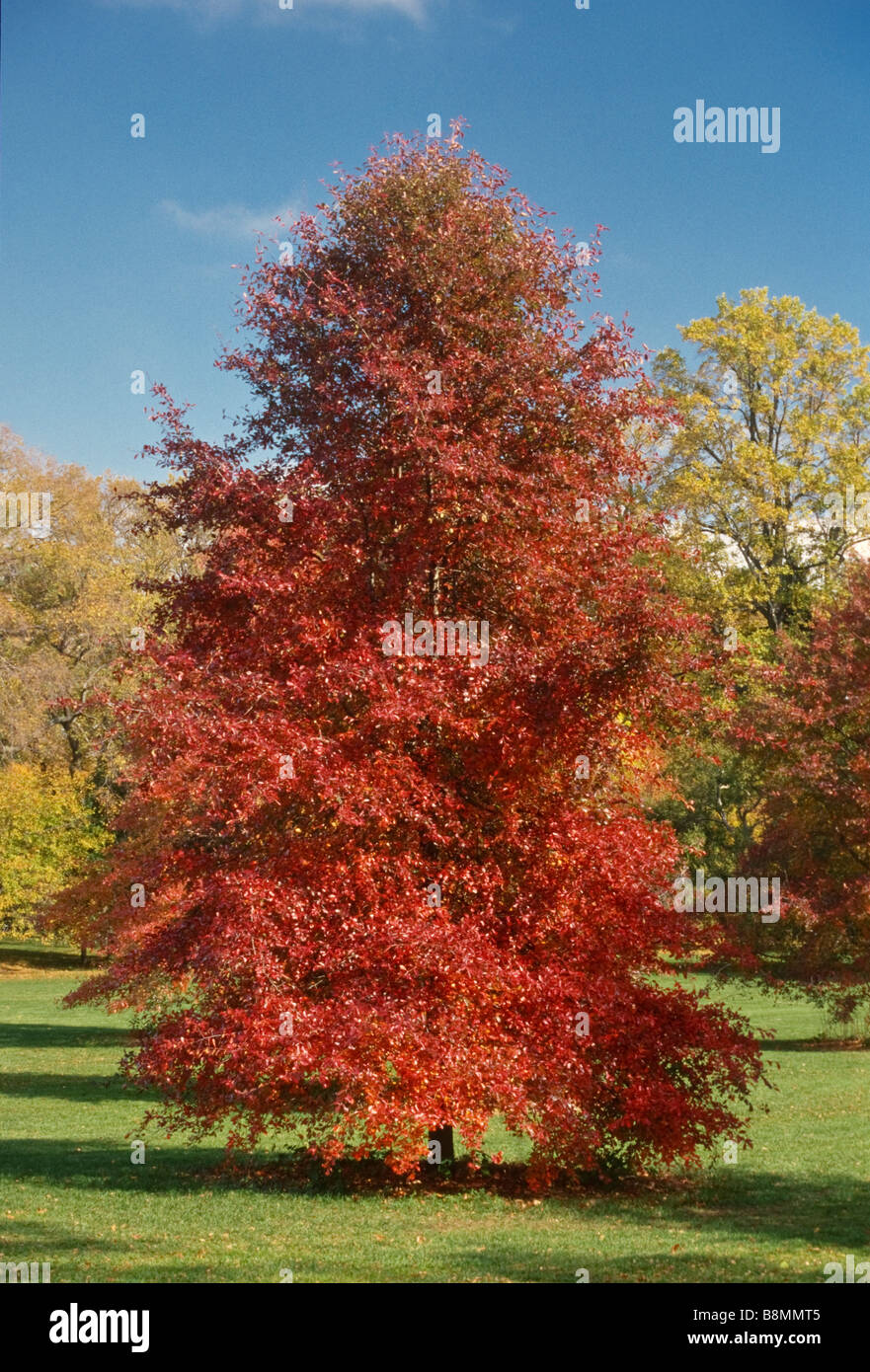 Nyssa sylvatica (black tupleo or sour gum) is a native North American tree, shown here in fall color. Its fruits atrract birds. Stock Photo