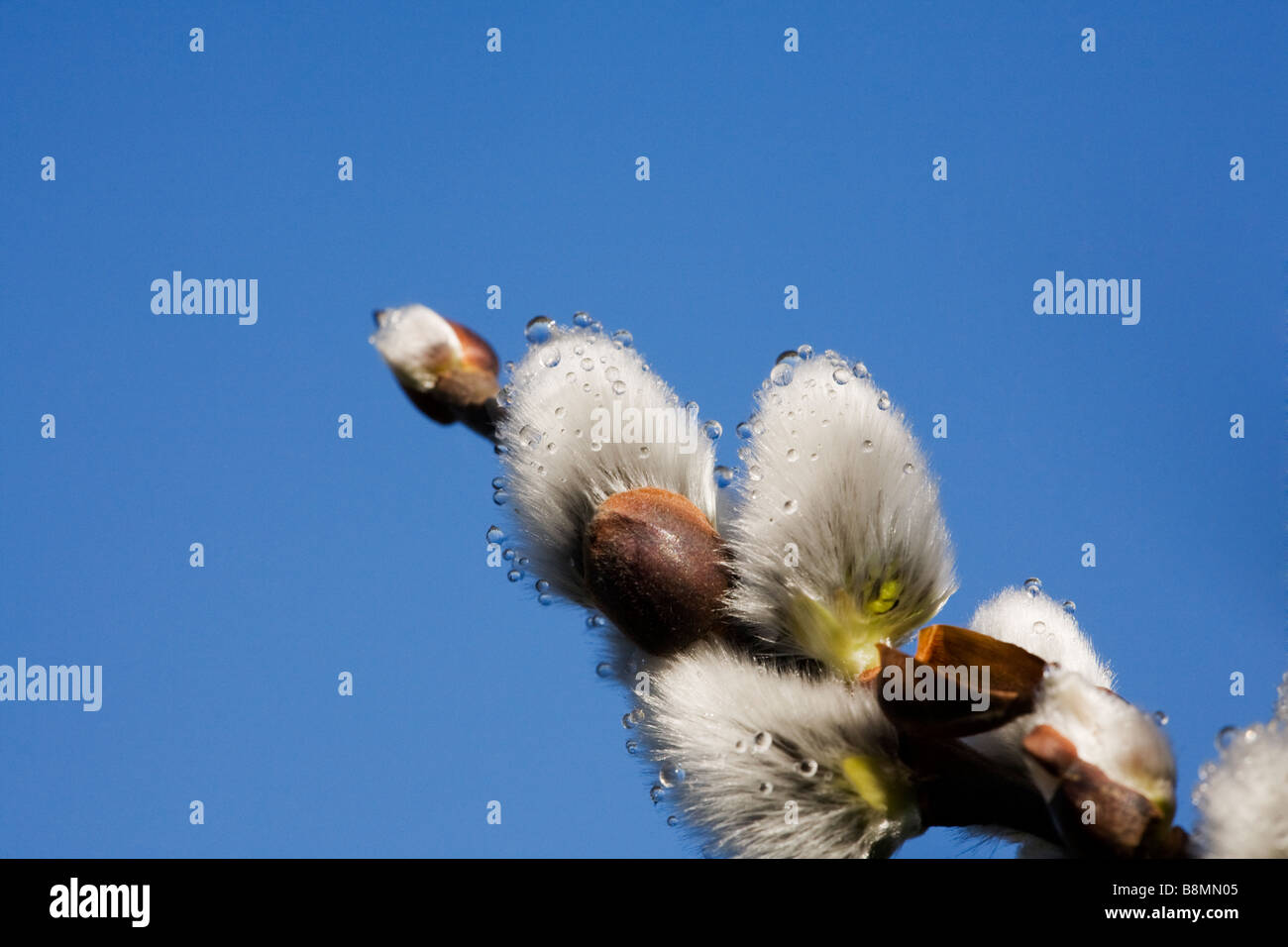 Pussy Willow with dew droplets Stock Photo
