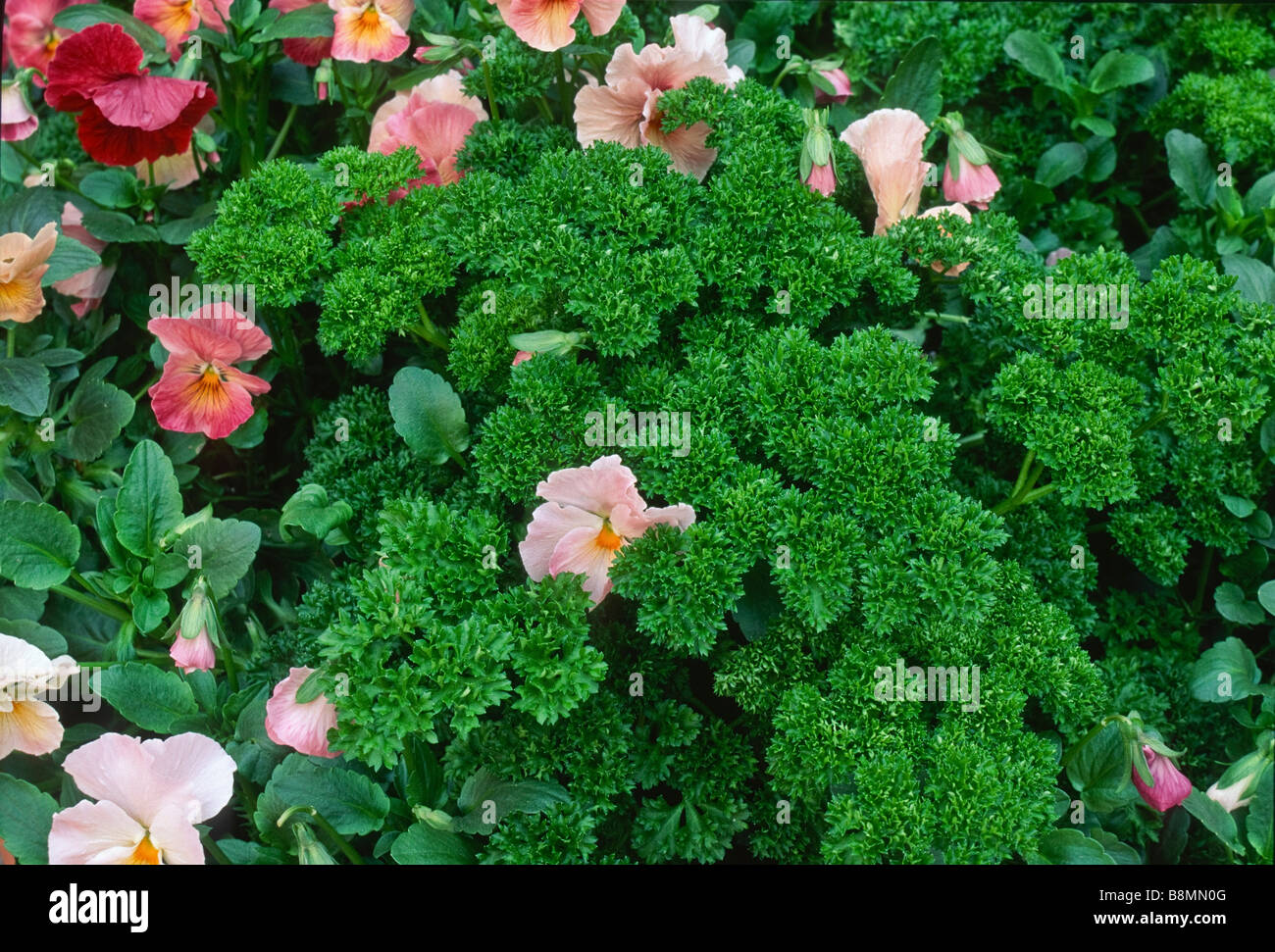 Curly parsley growing in a garden with pansies. Stock Photo