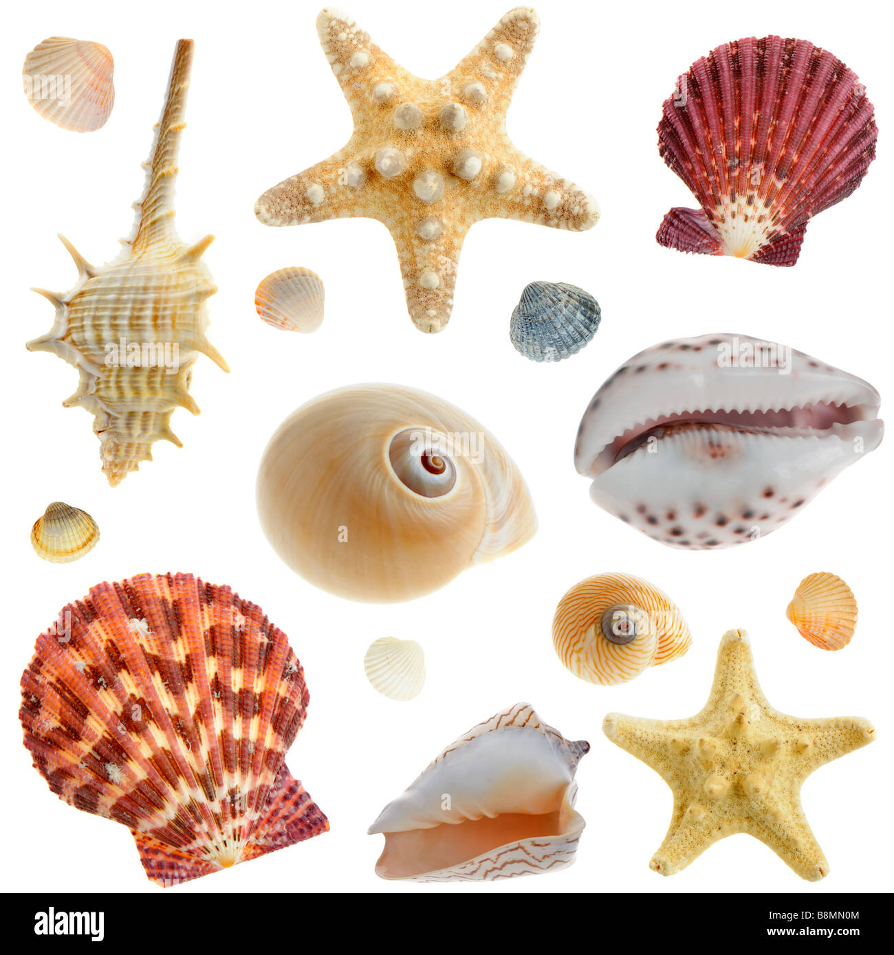 Set of sea cockleshells It is isolated on a white background Stock ...