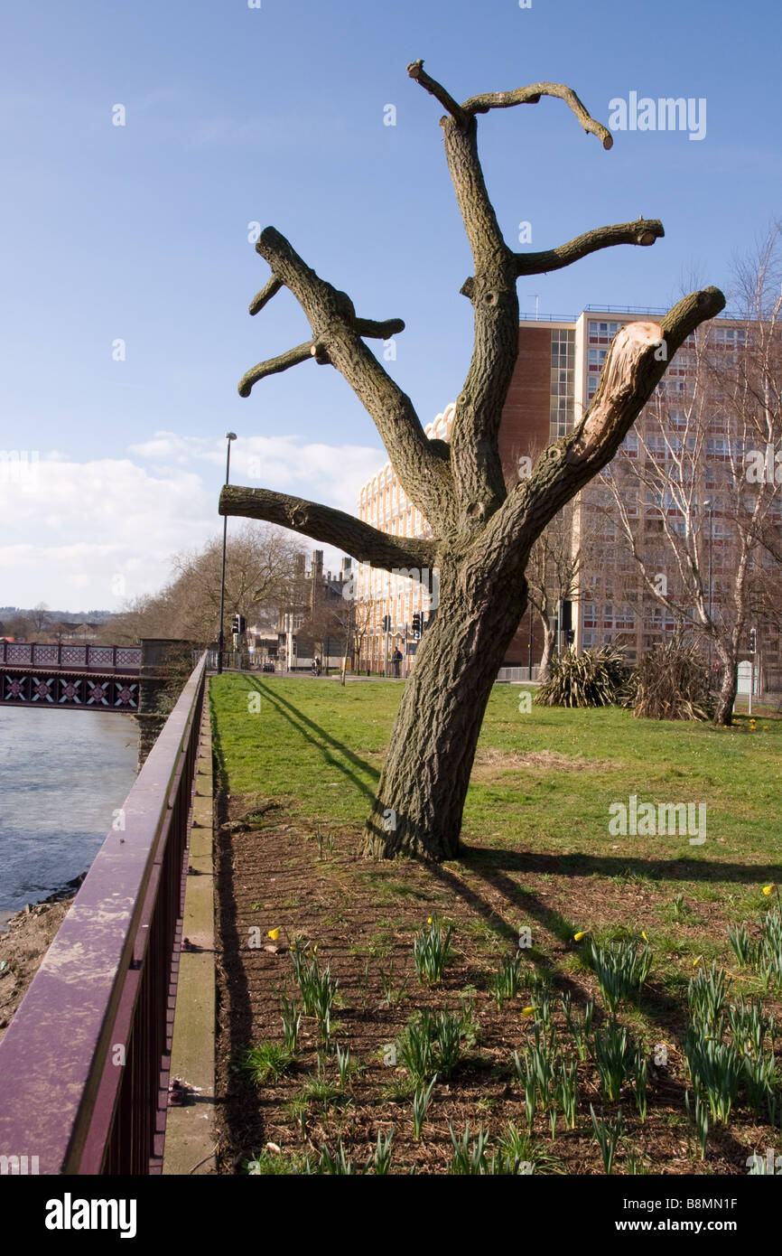 Pollarded Tree Bristol Stock Photo Alamy