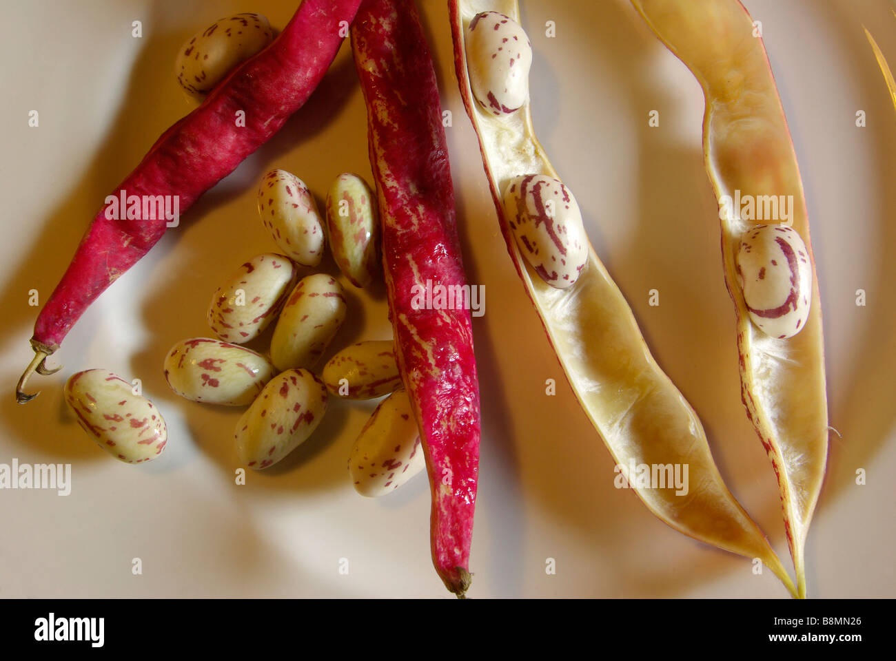 Italian Borlotti beans Stock Photo