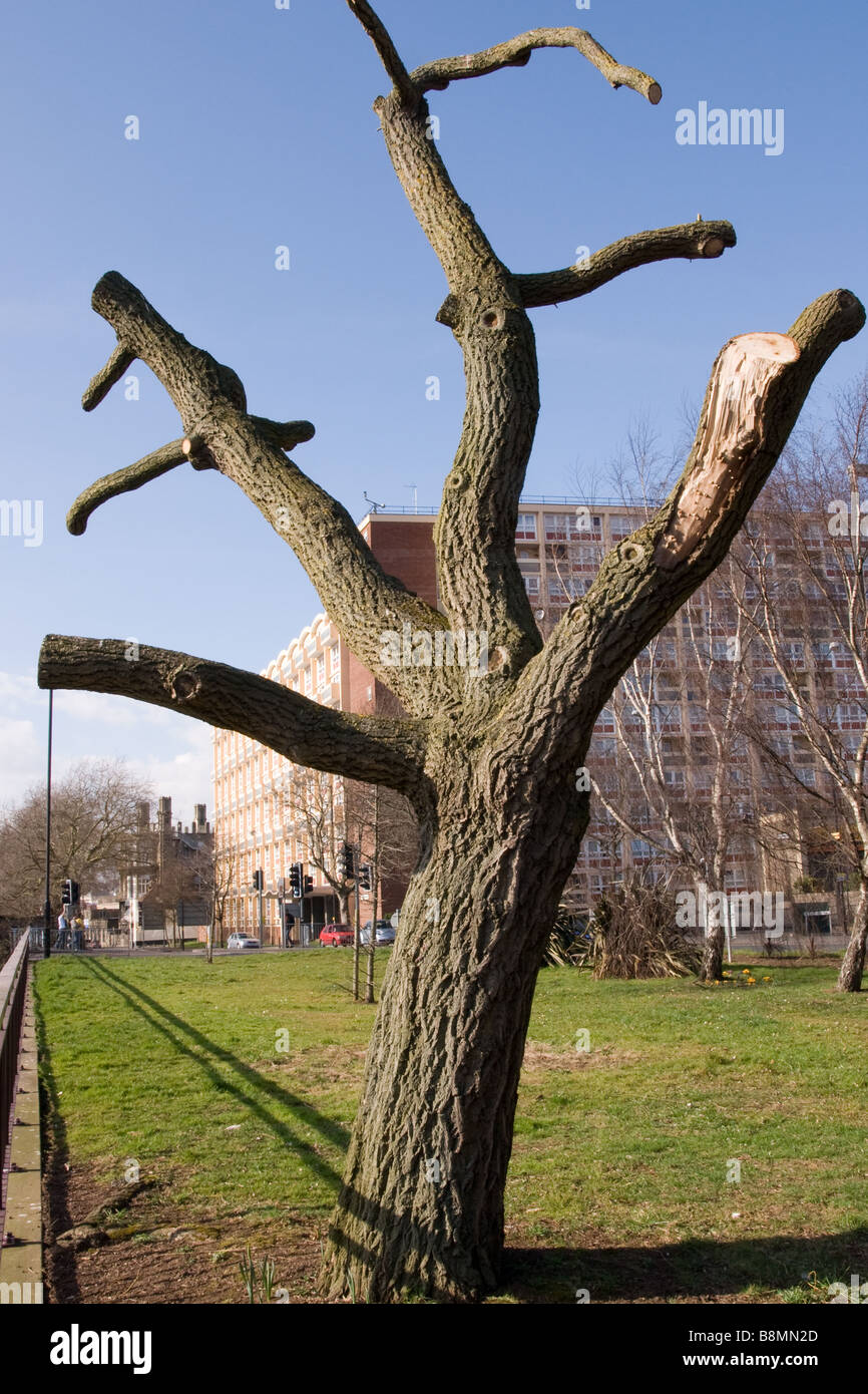 Pollarded Tree Bristol Stock Photo Alamy