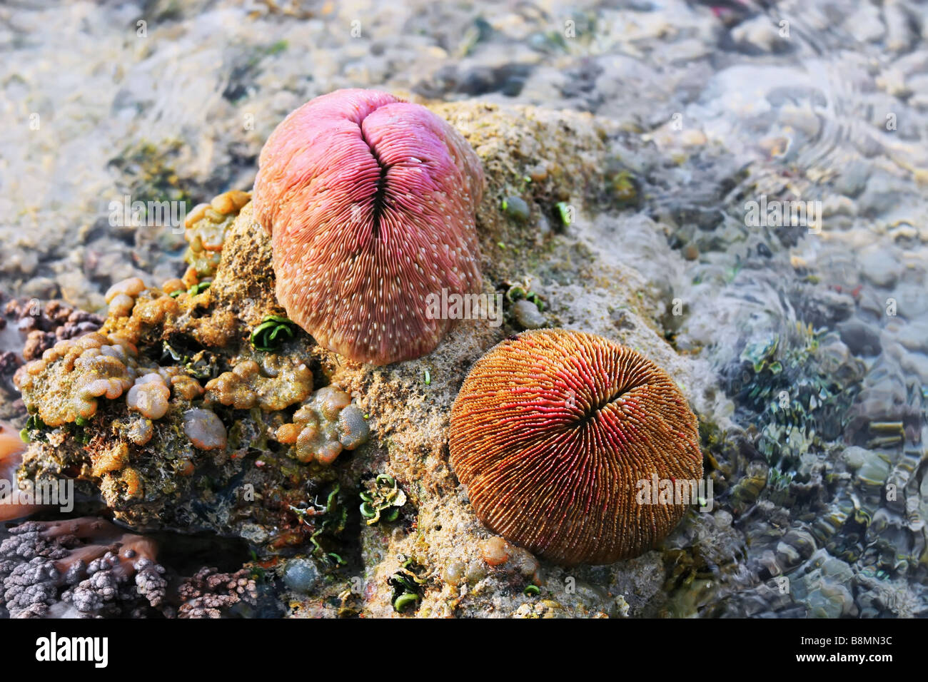 Mushroom coral with polyp retracted (Fungia) Stock Photo