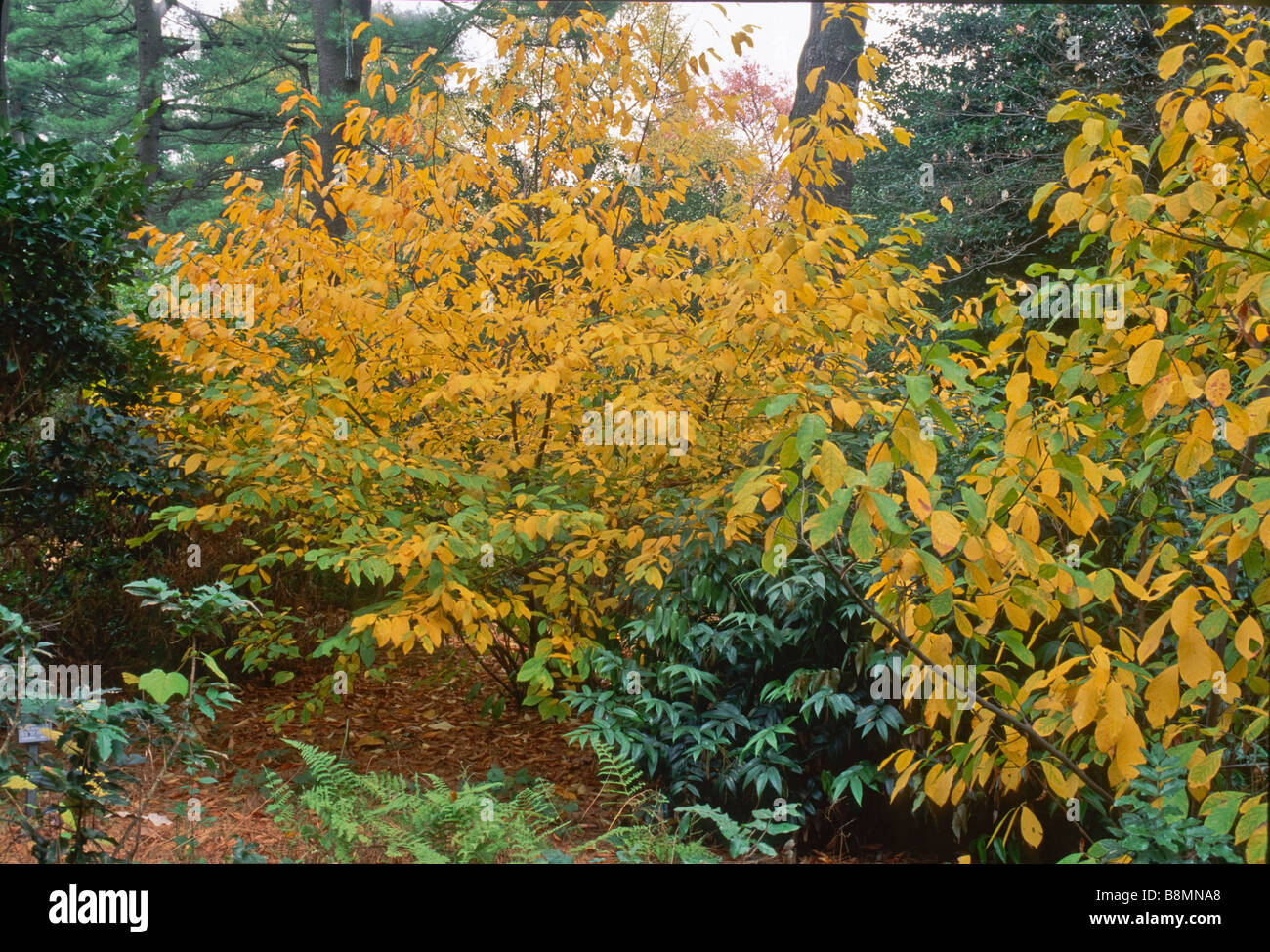 The native shrub Lindera benzoin (spicebush) with its golden fall color. Stock Photo