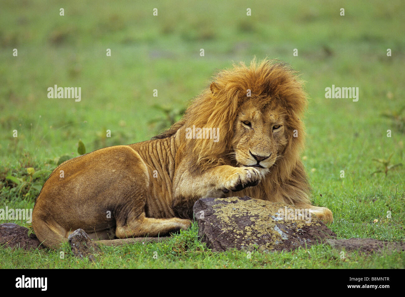 Lion Swatting a Fly Stock Photo