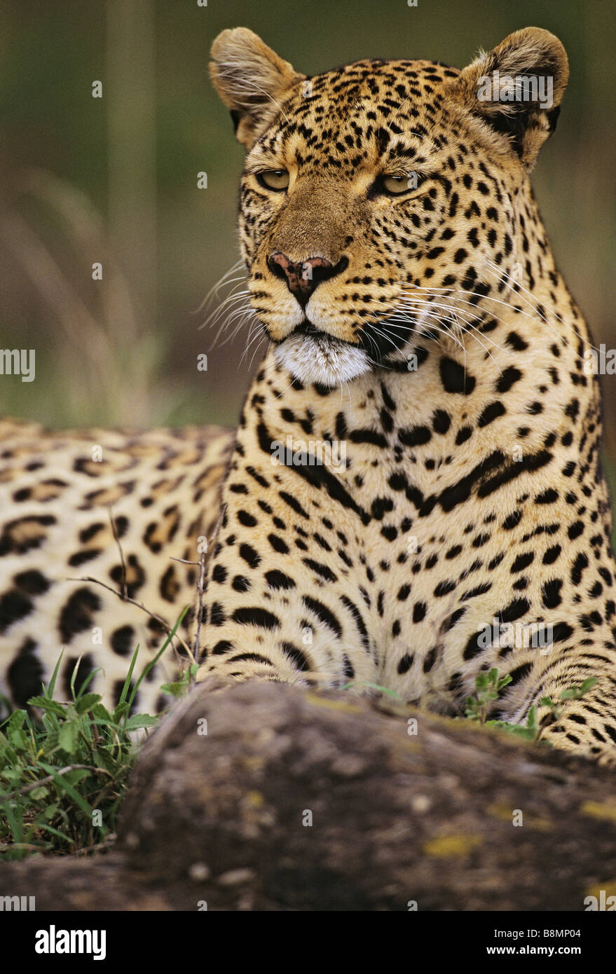 Portrait of a Wild Leopard Stock Photo