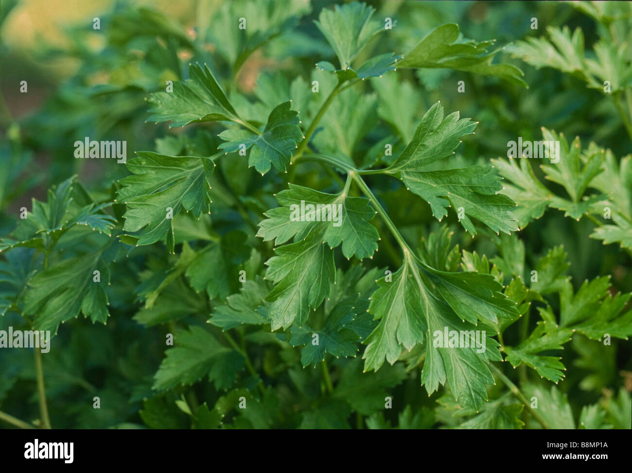 Close-up of flat-leaf parsely a culinary herb photographed in the garden. Stock Photo