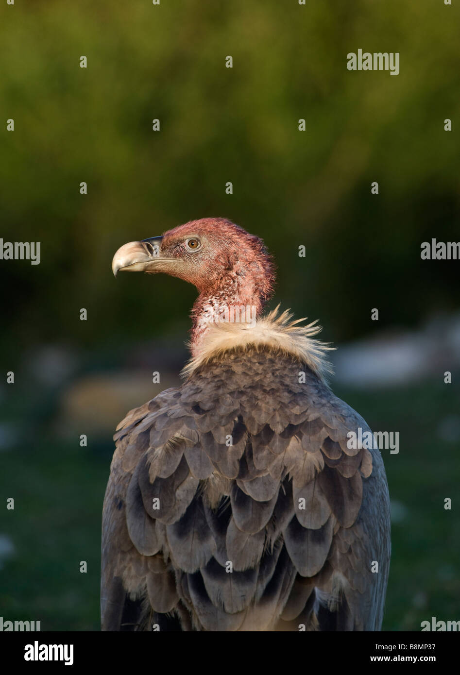 Blood stained head of griffon vulture stood beside carcass Stock Photo ...