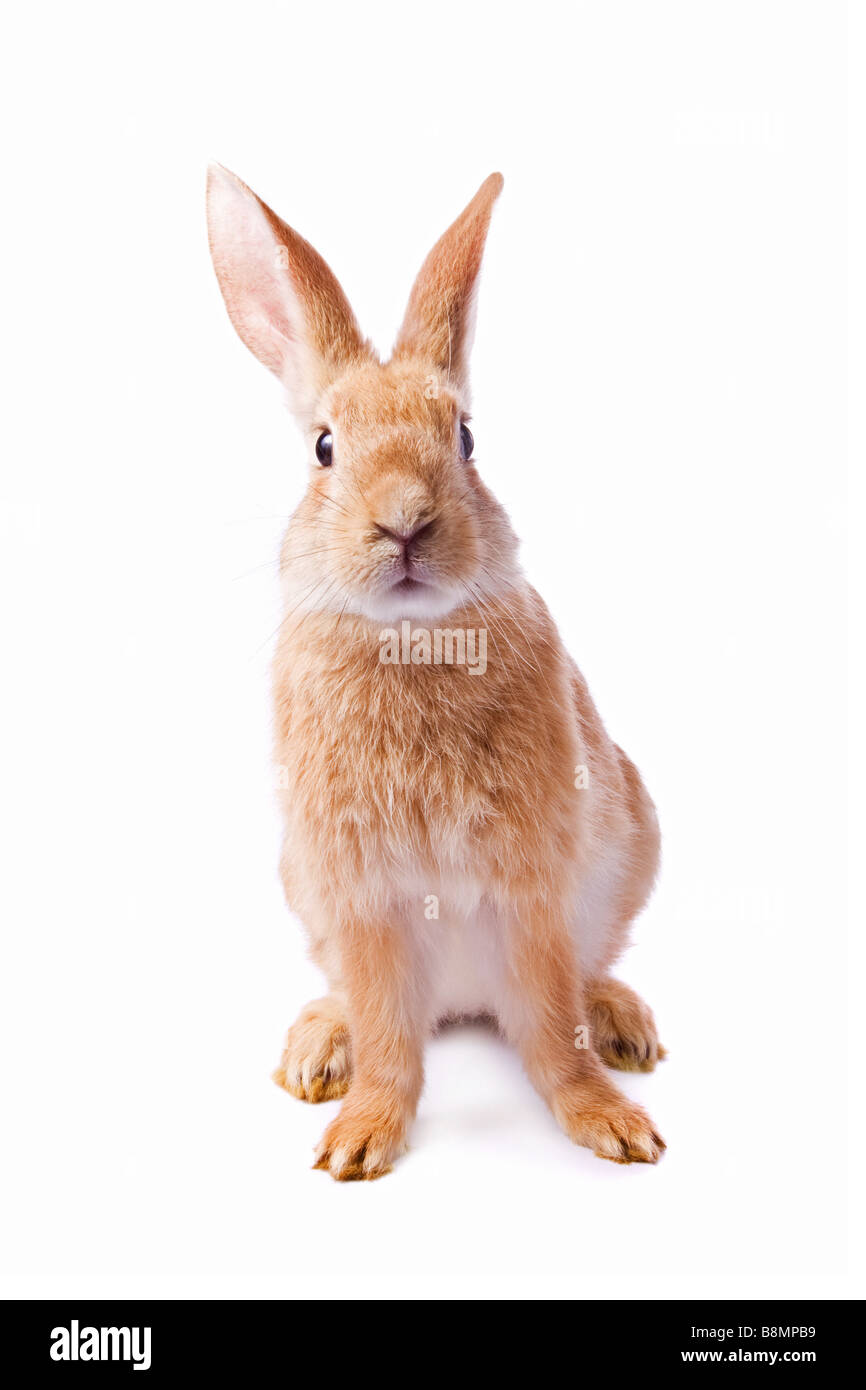 Curious young red rabbit isolated on white background /// easter bunny cut out white background cutout cute watching funny inquisitive snooping pet Stock Photo